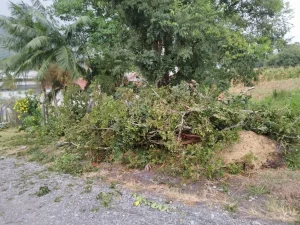 Bombeiros retiram árvore caída após ventos fortes em Rio do Sul