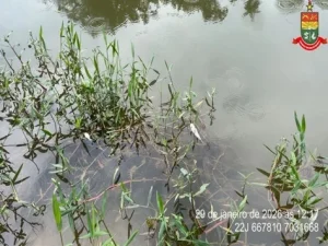 Mortandade de peixes no Rio Benedito acende alerta ambiental entre Timbó e Rodeio