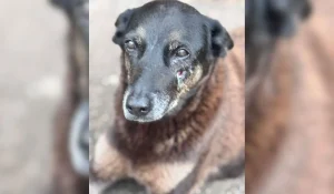 Polícia Civil investiga morte do cão comunitário “Orelha” na Praia Brava em Florianópolis