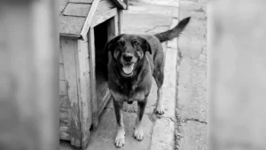 Caso Orelha: adolescentes suspeitos retornam dos EUA e têm celulares apreendidos no aeroporto de Florianópolis