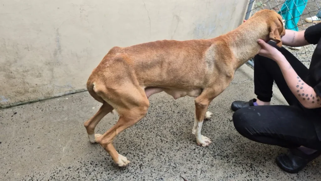 Maus Tratos 2026 01 08 At 231611 1