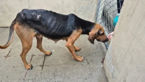 Homem é preso por maus-tratos a animais e posse ilegal de arma em Blumenau