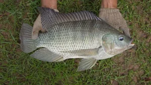 Tilapia