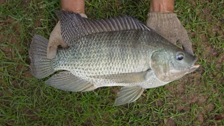 Tilapia