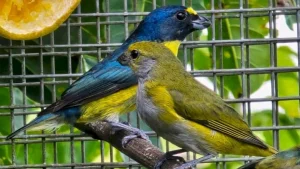 Rinha de canários. Ação da PM resgata aves em Pouso Redondo