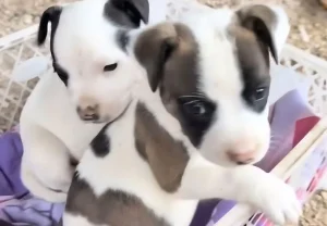 Justiça manda apreender filhotes de pit bull vendidos ilegalmente em Alfredo Wagner