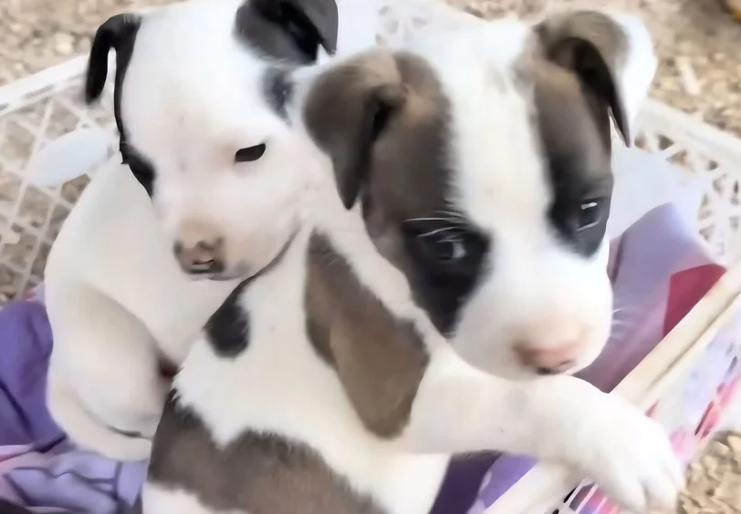 Captura De Tela 2026 02 04 220142