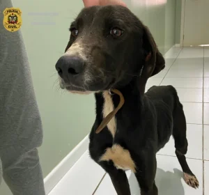 Polícia Civil conclui inquérito e indicia homem por maus-tratos a cães em Curitibanos