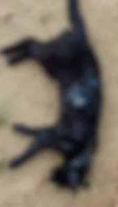 Gato é baleado e tutor fica ferido em conflito entre vizinhos em Ibirama