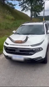 PRF flagra veículo com chifre no capô em Rancho Queimado (SC) e faz alerta de segurança