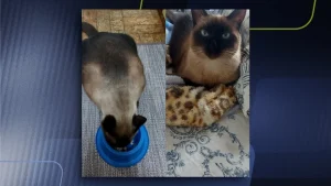 Passageira ferida em acidente com ônibus na BR-470 procura gato