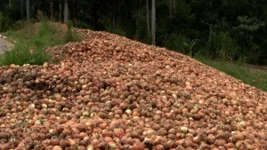 Crise histórica atinge a cebola no Alto Vale