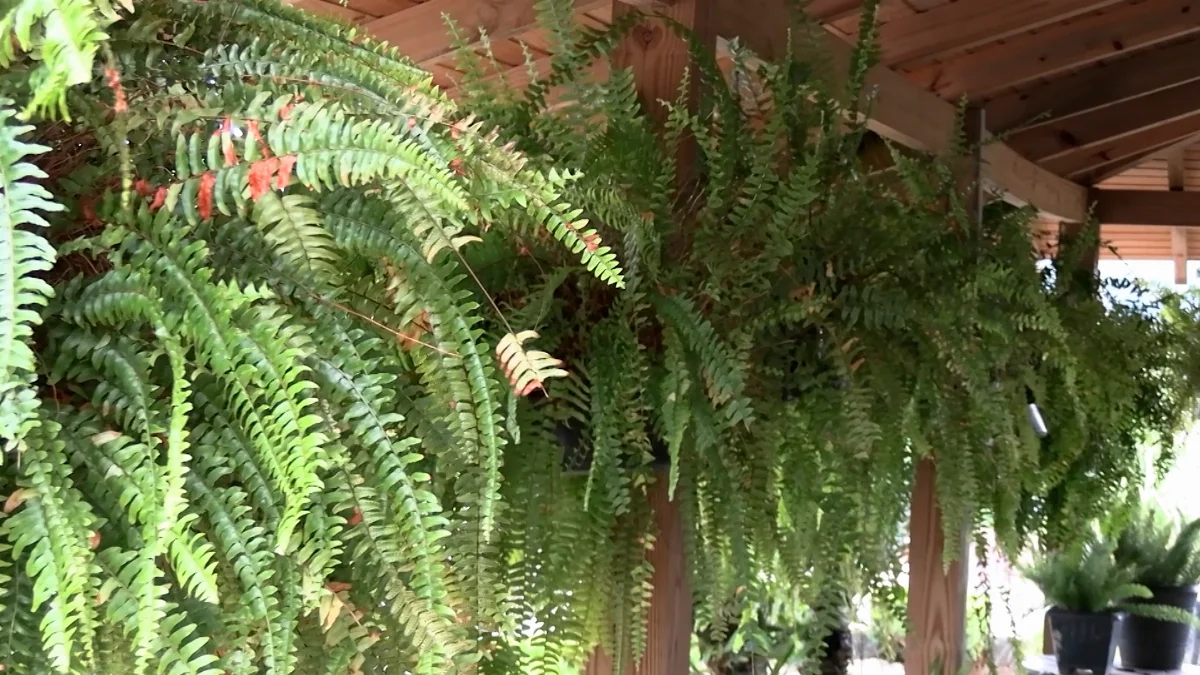 Jr 0210 B7.00 03 28 08.quadro031