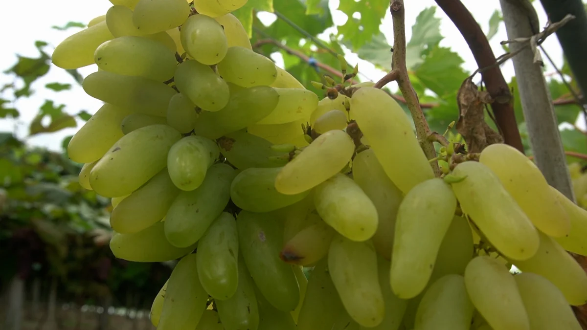 Jr 0210 B7.00 04 16 29.quadro031