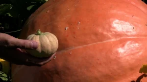 Do gigante ao mini: contraste chama atenção no hortifruti