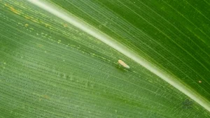 Alívio nas lavouras: infestação da cigarrinha recua 50%