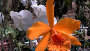 Orquideass
