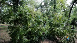 Sua árvore pode estar em risco?