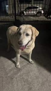 Cadela abandonada na BR-101 é resgatada pela PM e levada para atendimento veterinário