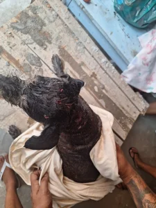 Pitbull solto invade terreno e ataca outro cachorro em Gaspar