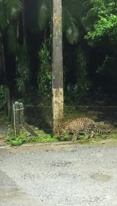 Onça na ETA Piraí, em Joinville? Autor admite que fotografia foi criada com inteligência artificial