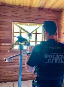 Tráfico de animais silvestres. Operação apreende 20 exemplares na região serrana