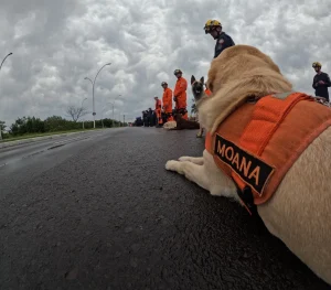 Corpo de Bombeiros Militar de Santa Catarina tem os cães de resgate mais preparados do país para atuar em cenários extremos