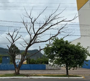 Poda e corte de árvores avançam por oito bairros de Rio do Sul