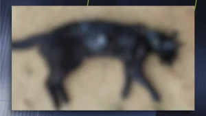 Conflito entre vizinhos