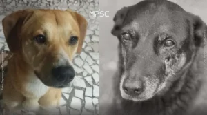 Caso dos cães da Praia Brava: MPSC esclarece dúvidas em página especial com perguntas e respostas