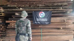 Depósito irregular de madeira nativa em Ascurra é alvo de fiscalização