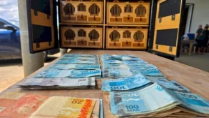 Operação “Canto Livre” flagra rinha de canários e resgata 153 aves em Pouso Redondo