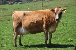 Mais crédito no campo: SC fortalece produtores de leite