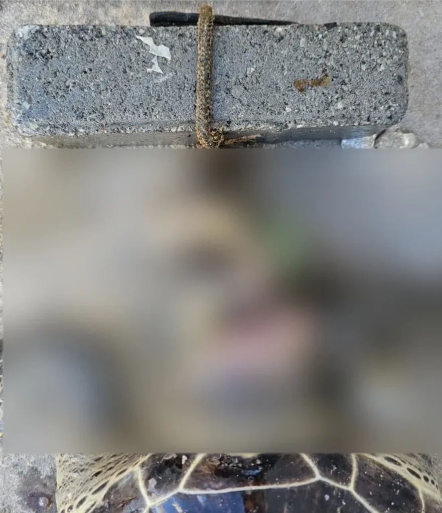 🚨 Imagens Fortes! ⚠️ No Post De Hoje, Começamos Com Uma Pergunta Séria “até Onde Vai A Cruelda (1) (1)