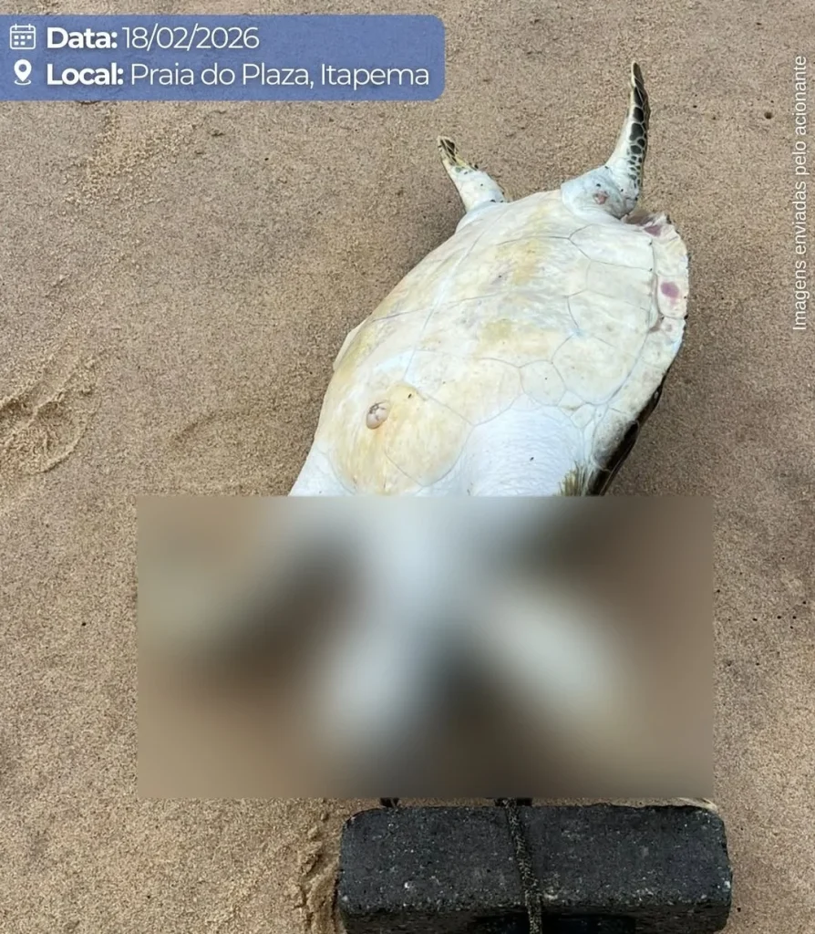 🚨 Imagens Fortes! ⚠️ No Post De Hoje, Começamos Com Uma Pergunta Séria “até Onde Vai A Cruelda (2) (1)