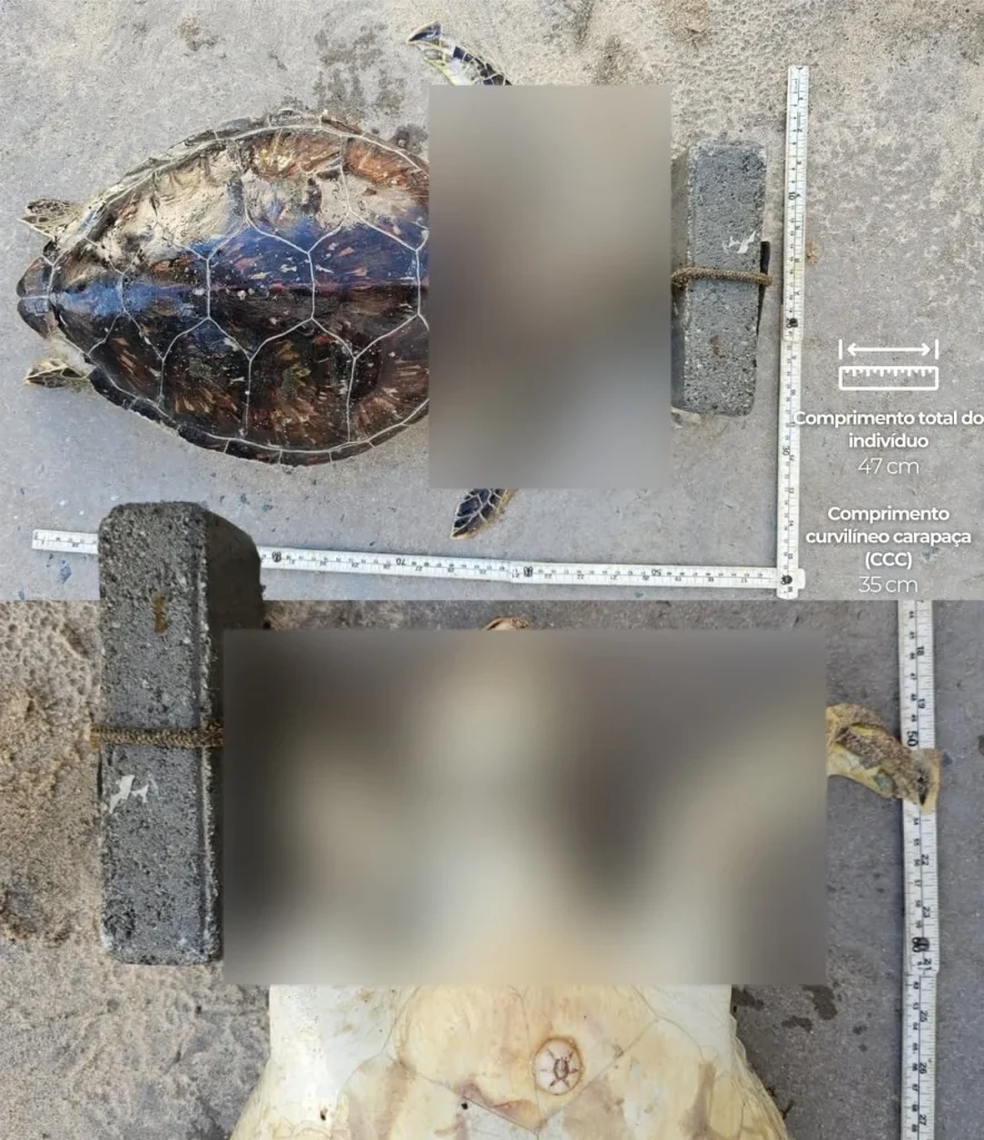 🚨 Imagens Fortes! ⚠️ No Post De Hoje, Começamos Com Uma Pergunta Séria “até Onde Vai A Cruelda (4)