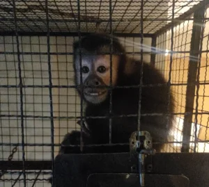 GAECO deflagra Operação Aruana contra rede de tráfico de animais em cinco estados