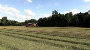 Mercado do arroz em SC segue com forte pressão baixista sobre preços ao produtor