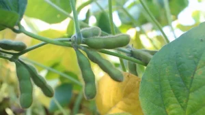 Preço médio da soja ao produtor em SC inicia 2026 em trajetória de baixa