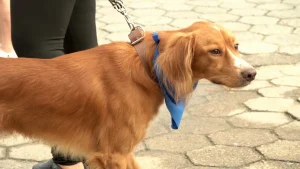 Caminhacão. Evento em Rio do Oeste arrecada ração