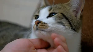 Projeto em Ibirama oferece castração e microchipagem para pets