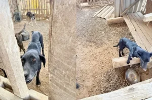 Homem é preso por maus tratos a animais em Rio do Sul