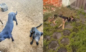 Chinês é preso por maus-tratos a cães no bairro Rainha, em Rio do Sul