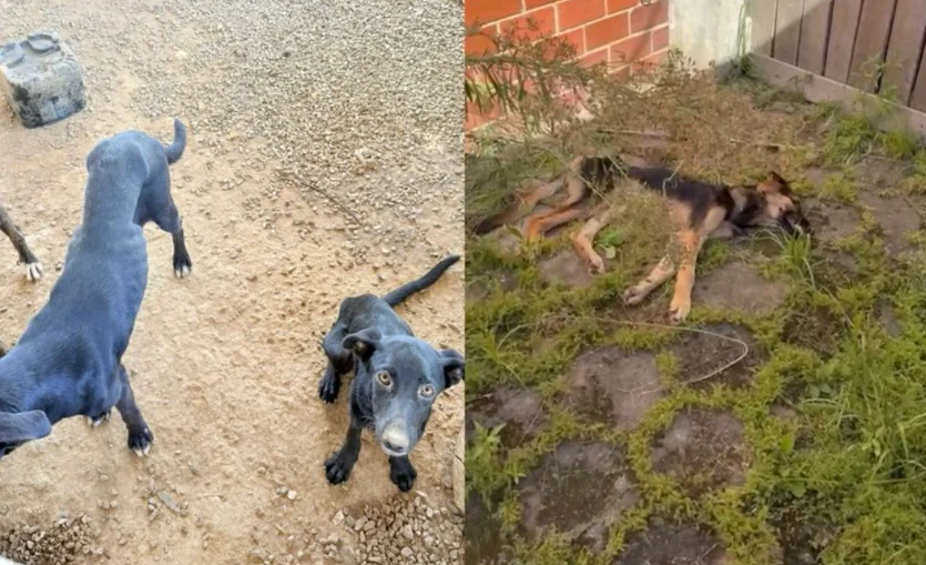 Captura De Tela 2026 03 03 182117