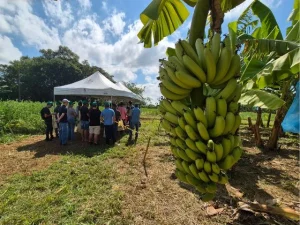 Epagri apresenta novo cultivar de banana desenvolvida a partir de mutação natural