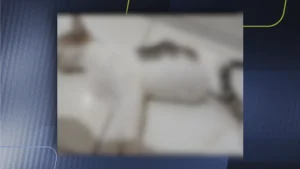 Gata