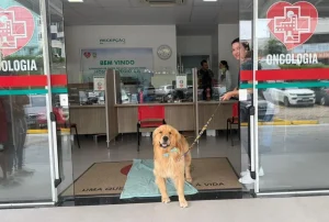 Cãoterapia leva conforto emocional para pacientes da oncologia do HRAV