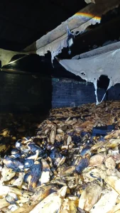 Incêndio atinge estufa de secagem em Taió durante a noite