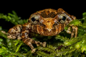 MPSC apoia levantamento inédito da anurofauna do Jardim Botânico de Rio do Sul