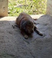 Homem é preso por maus-tratos após cachorro ser encontrado em estado grave em Ascurra